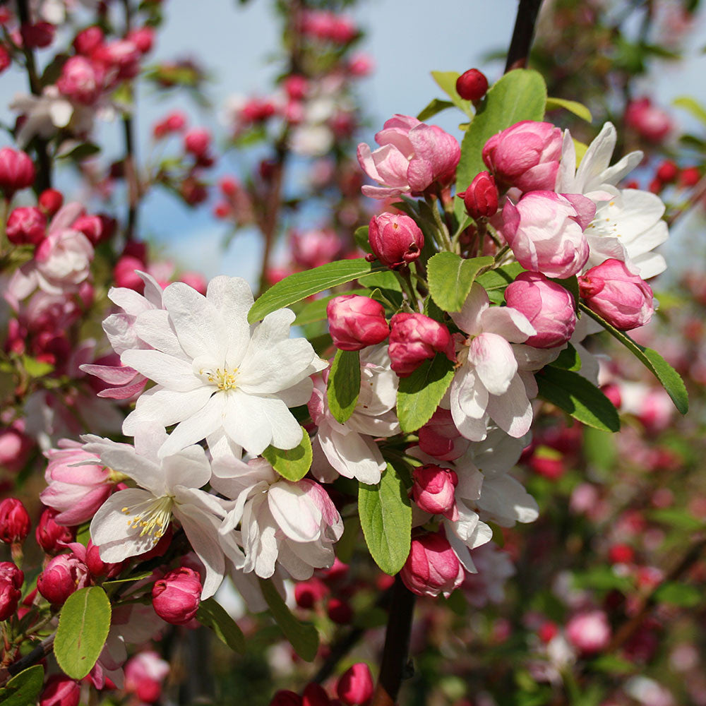 Close-up of a cluster of pink and white cherry blossoms, resembling the delicate blooms on a Malus Snowcloud - Crab Apple Tree, with green leaves set against a blurred background.