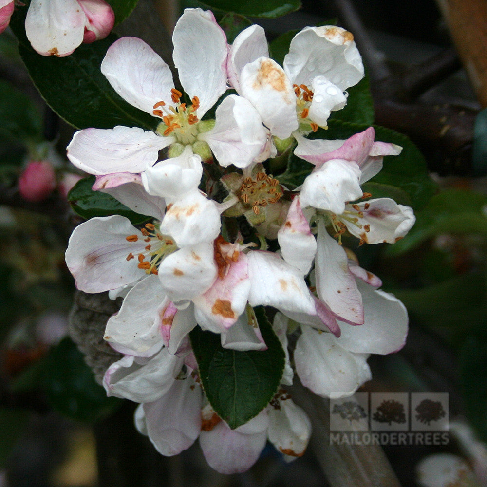 A cluster of white and pink Malus Spartan Apple Tree blossoms, promising crispy and juicy delights, with green leaves visible in the background.