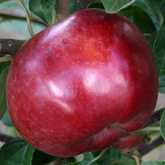 A close-up of a large, shiny red Malus Spartan apple hanging from a tree, surrounded by green leaves. Known for its crispy and juicy texture, this sweet apple is a delightful bite straight from the branch.