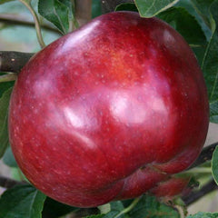 Malus Spartan - Apple Tree