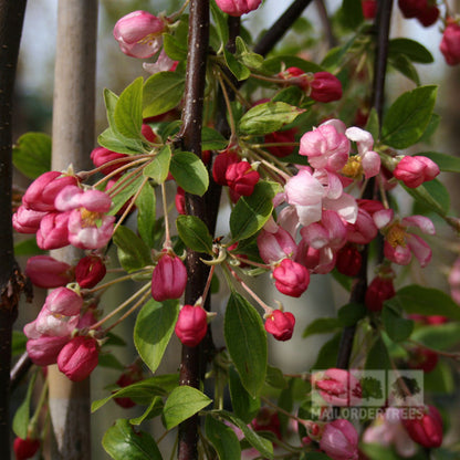 The Malus Sun Rival - Crab Apple Tree boasts thin branches adorned with pink crabapple blossoms and buds, accompanied by green leaves, heralding the promise of bright red fruits.