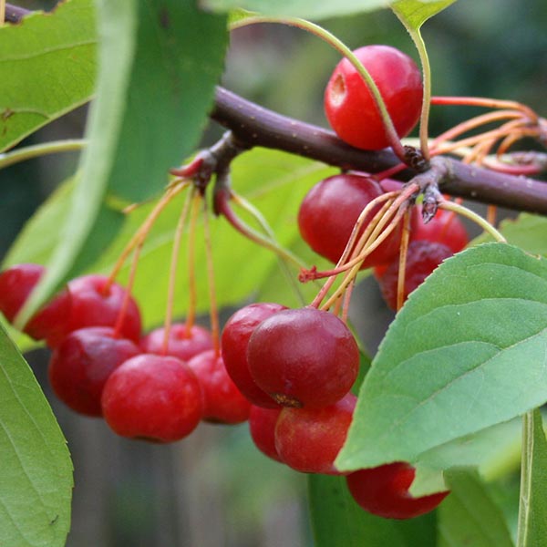 Clusters of bright red fruits adorn the Malus Sun Rival - Crab Apple Tree, their vibrant hues contrasting beautifully with the surrounding green leaves.