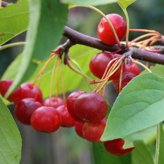 Malus Sun Rival - Crab Apple Tree