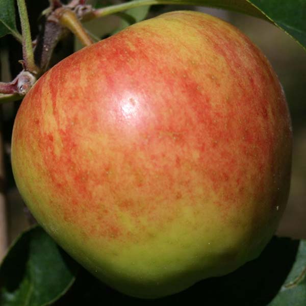 A close-up captures a vibrant red and yellow apple from the Malus Sunrise Apple Tree, hanging gracefully amid lush green leaves.