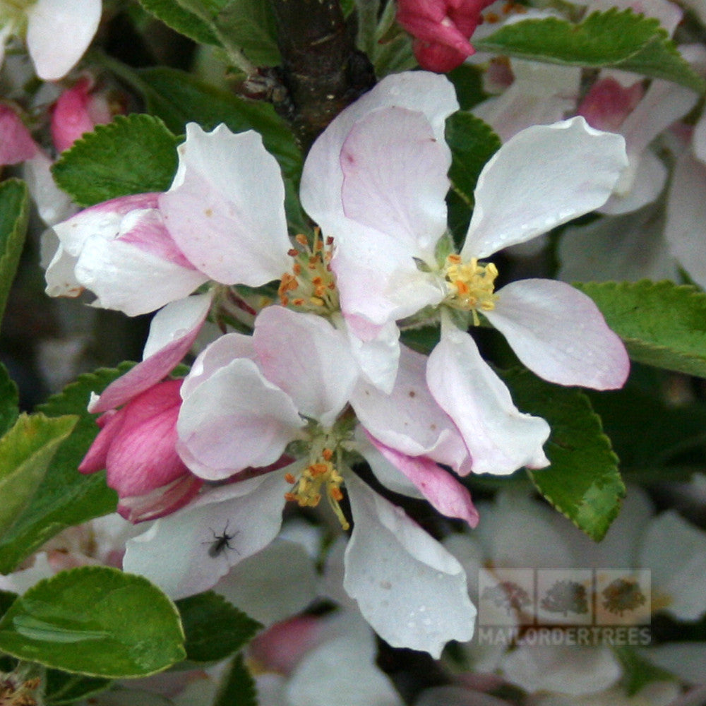 A close-up of white and pink apple blossoms with green leaves from a Malus Sunset - Apple Tree, reminiscent of an orchard at sunset, featuring a small insect on a petal.