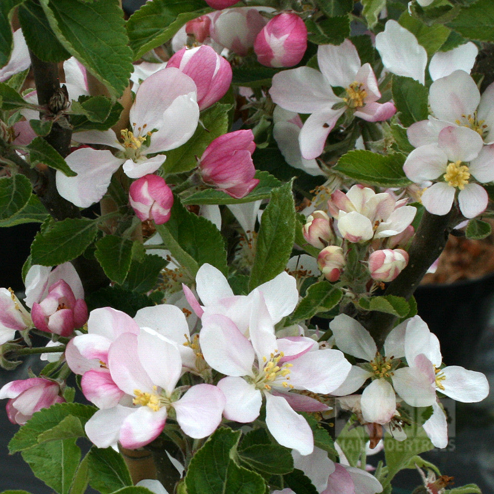 Close-up of Malus Sunset apple blossoms featuring white and pink petals with vibrant green leaves.