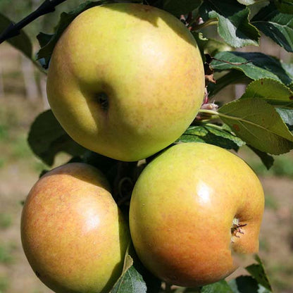 Three ripe apples adorn a branch of the Malus Sunset, enveloped by lush green leaves, embodying the essence of an apple sunset.