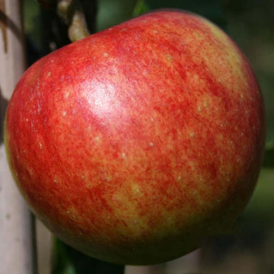 Close-up of a Malus Sweet Society apple, showcasing aromatic eating quality with vibrant red and yellow hues, on a tree.