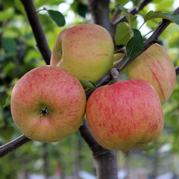 A cluster of apples from the Malus Tydemans Late Orange Apple Tree, famous for their sharp taste, hangs on a branch with vibrant red and green skin.