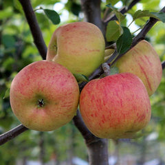 Malus Tydeman's Late Orange - Apple Tree