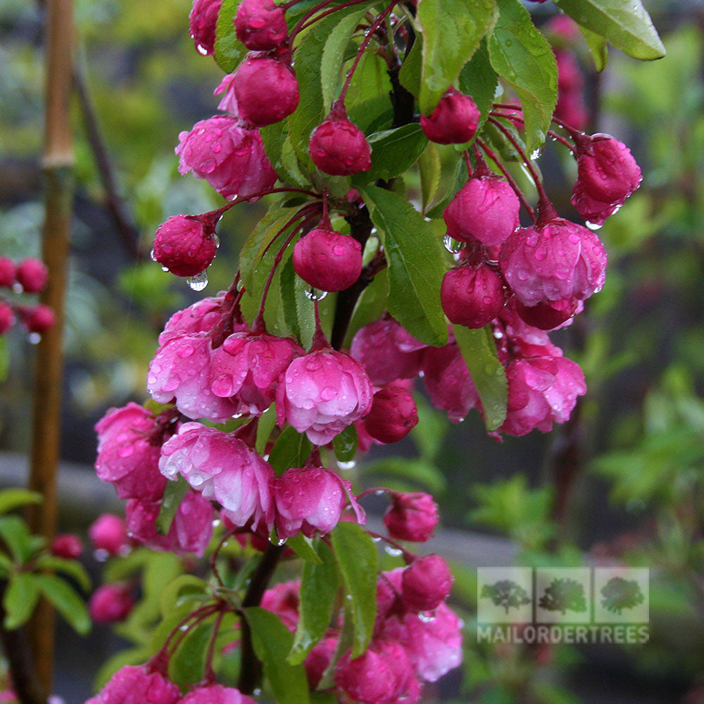 A close-up of pink cherry blossoms on a Malus Van Eseltine - Crab Apple Tree, with raindrops glistening on the petals and leaves.