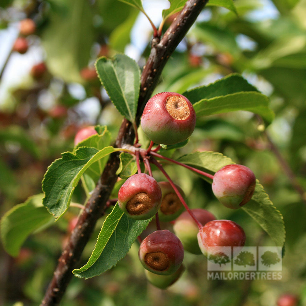 Close-up of small, round red fruits with stems on a leafy branch—an iconic feature of the Malus Van Eseltine - Crab Apple Tree.