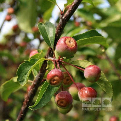 Close-up of small, round red fruits with stems on a leafy branch—an iconic feature of the Malus Van Eseltine - Crab Apple Tree.