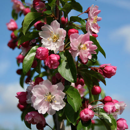 The Pink and white cherry blossoms of the Malus Van Eseltine - Crab Apple Tree, accented by green leaves, stand out against a blue sky, offering a glimpse of the beauty that this tree will soon present with its yellow fruits.