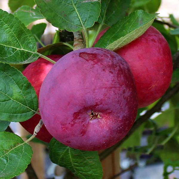 Close-up of three ripe Malus Vista Bella apples on a tree branch, highlighting their vibrant red hues against green leaves, typical of early-season apple trees in British gardens.