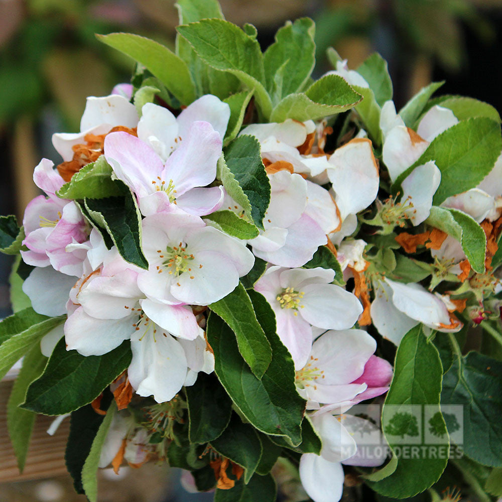 The compact Malus Waltz - Ballerina Apple Tree is adorned with a cluster of delicate apple blossoms featuring white and pink petals, elegantly complemented by lush green leaves.