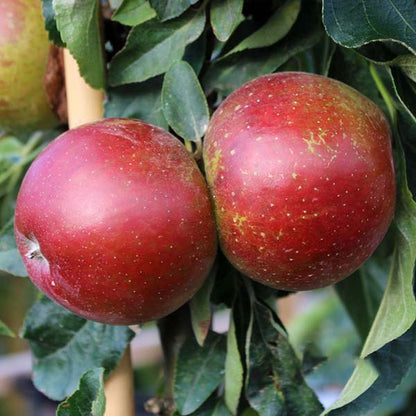 Two red apples hang from the branch of a compact Malus Waltz - Ballerina Apple Tree, surrounded by lush green leaves.