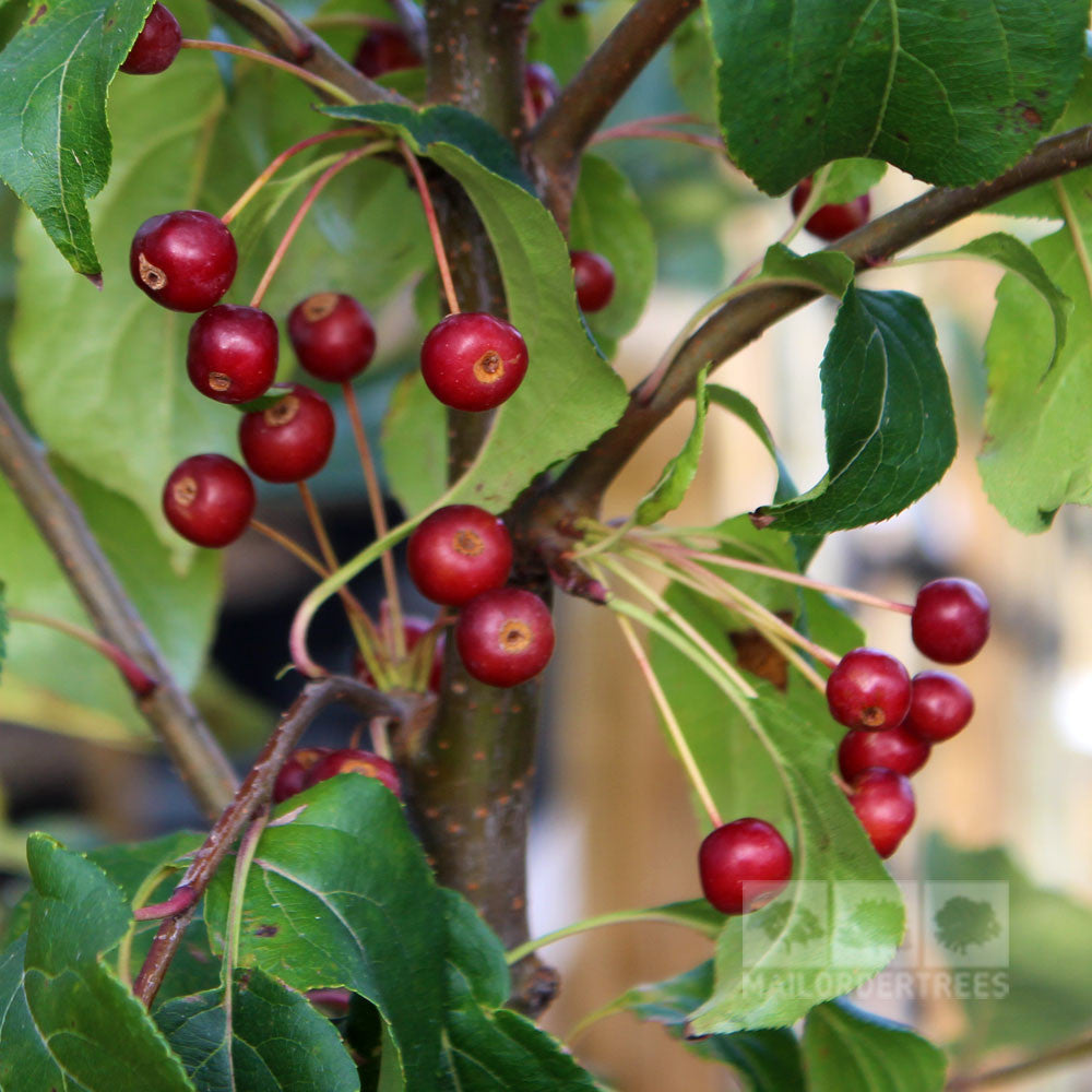 A cluster of small, glossy red fruits hangs from a branch of the Malus Wedding Bouquet - Crab Apple Tree, surrounded by green leaves.