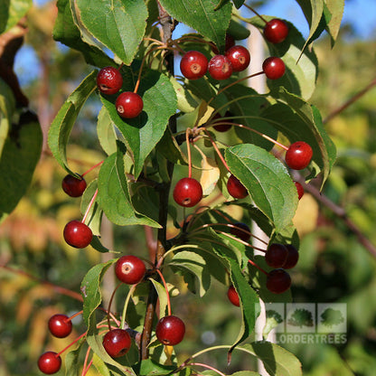 The Malus Wedding Bouquet - Crab Apple Tree showcases small red berries and glossy red fruits dangling from its branches adorned with green leaves, all interspersed with ivory-white flowers.