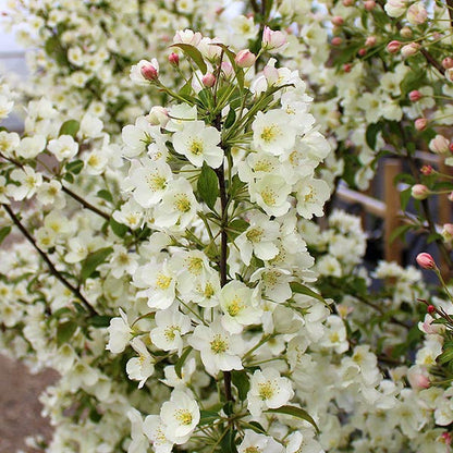 A close-up of a branch from the Malus Wedding Bouquet - Crab Apple Tree displays clusters of ivory-white flowers and pink buds, surrounded by a background of similar floral branches.