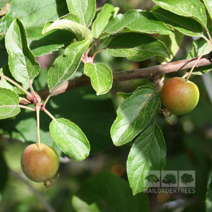 Two small Malus White Star crabapples, gleaming like golden fruit, hang on a branch with vibrant green leaves, casting shadows beneath the watermark in the corner.