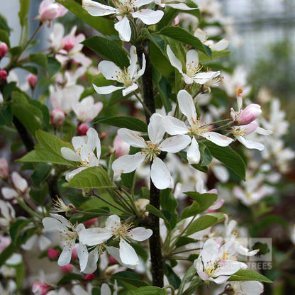 The Malus White Star crab apple tree, with its branches adorned in white and pink blossoms, green leaves, and golden fruit in a garden setting, offers a delightful display. Known for its disease resistance, this tree enhances the landscape's beauty while providing resilience against common ailments.