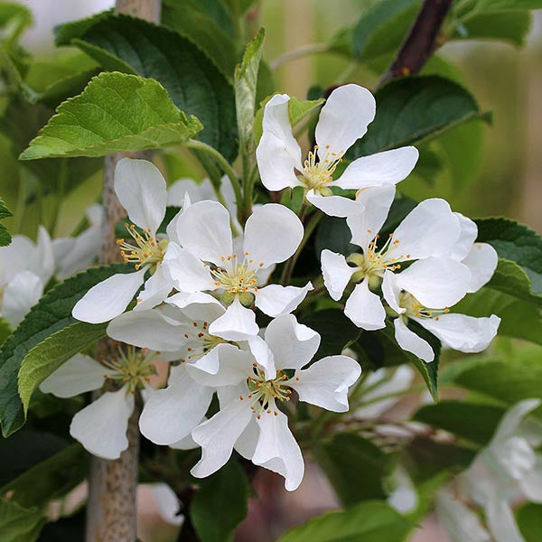 The Malus White Star - Crab Apple Tree, known for its disease-resistant nature, features a branch adorned with white blossoms and green leaves.