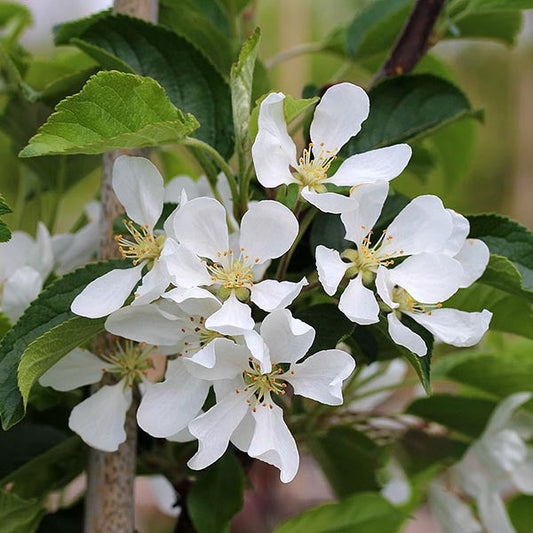 Malus White Star - Crab Apple Tree