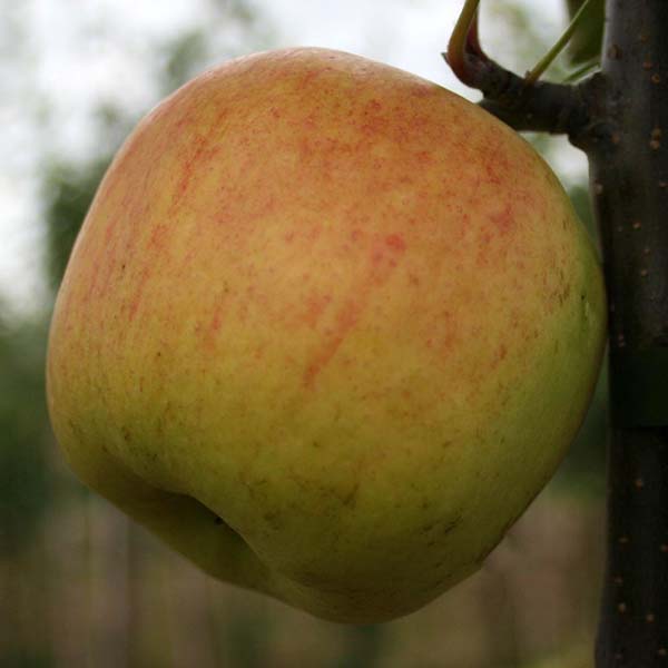 Close-up of a single red and green hued apple hanging from the branch of a Malus Winter Gem - Apple Tree.