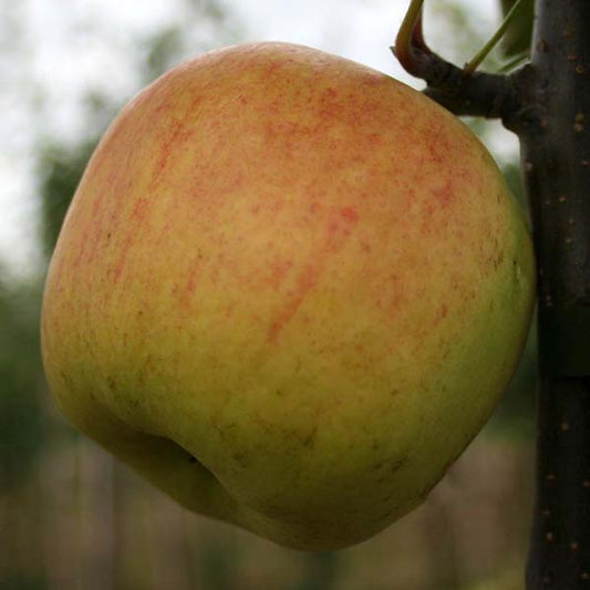 Malus Winter Gem - Apple Tree