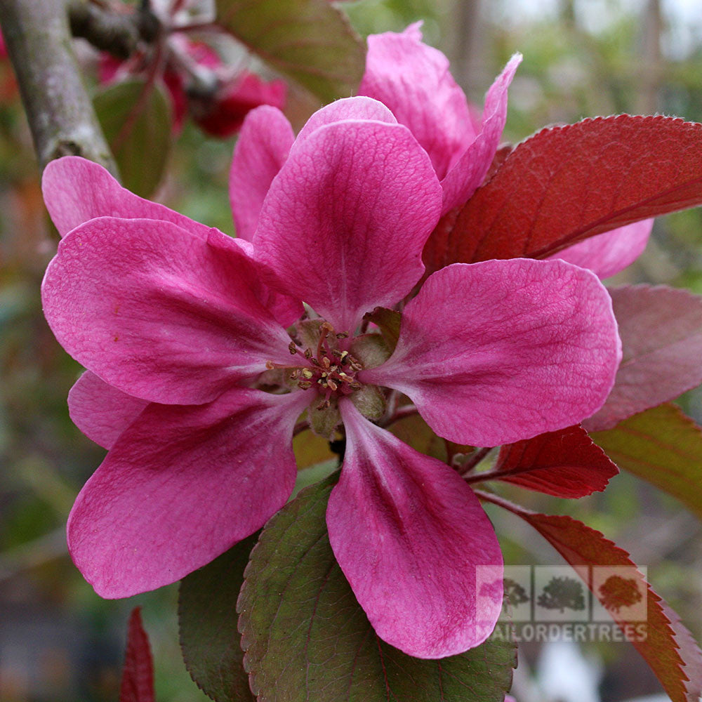 Close-up of a pink flower with multiple petals, framed by reddish-green leaves in the background—a scene evocative of the delicate blooms found on a Malus Wisley Crab Apple Tree.