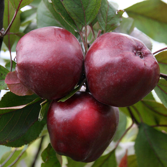 Three ripe apples from a Malus Wisley Crab - Crab Apple Tree hang on a branch, surrounded by lush green leaves.