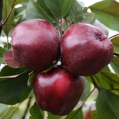 Malus Wisley Crab - Crab Apple Tree