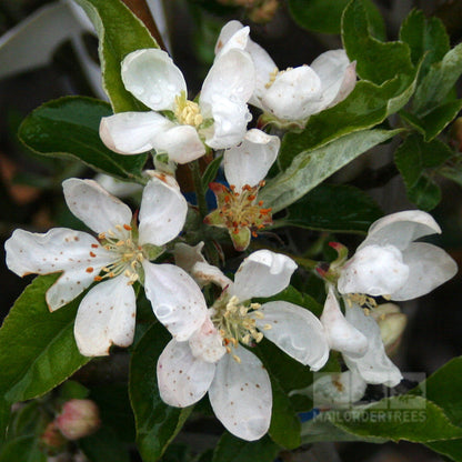 Close-up of white apple blossoms with droplets on green leaves, suggesting the future Worcester Pearmain apples from the Malus Worcester Pearmain tree and their subtle strawberry flavor.