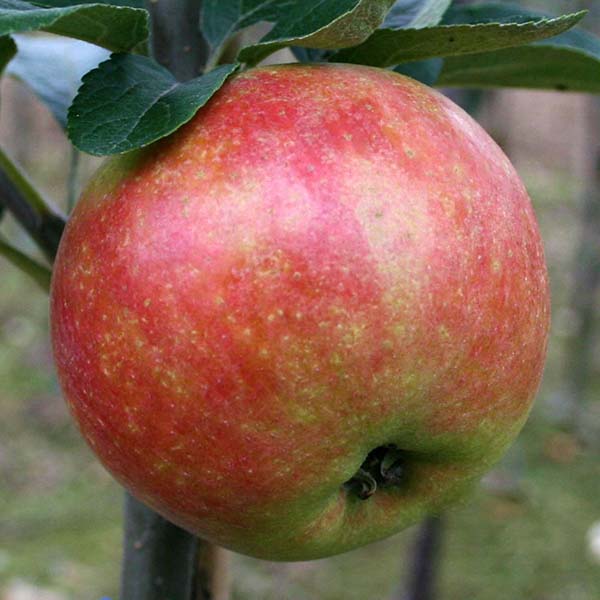 A vibrant red and green Malus Worcester Pearmain apple hangs from a branch surrounded by lush leaves.