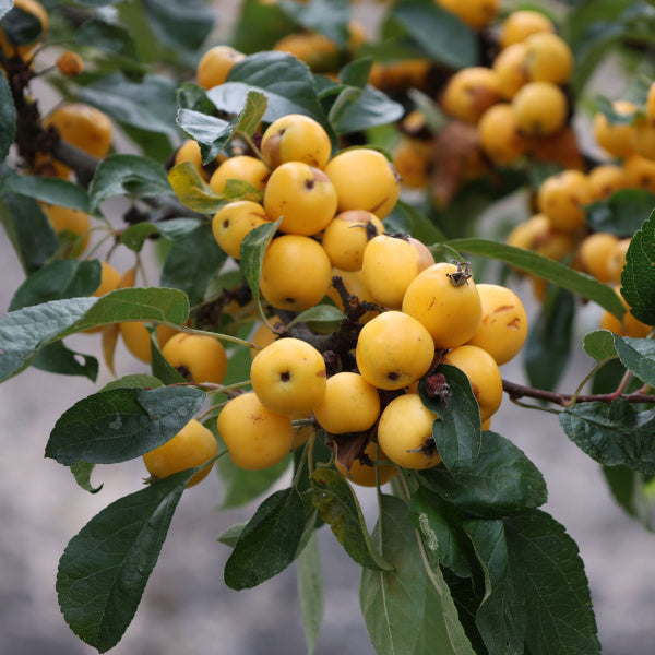 A branch from a Malus Yellow Siberian - Crab Apple Tree, decorated with glossy yellow fruits and lush green leaves.