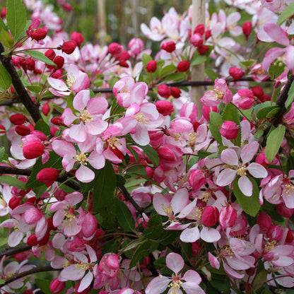 The Malus floribunda - Crab Apple Tree showcases its pink and white blossoms amidst vibrant green foliage, making it a graceful addition to any garden setting.