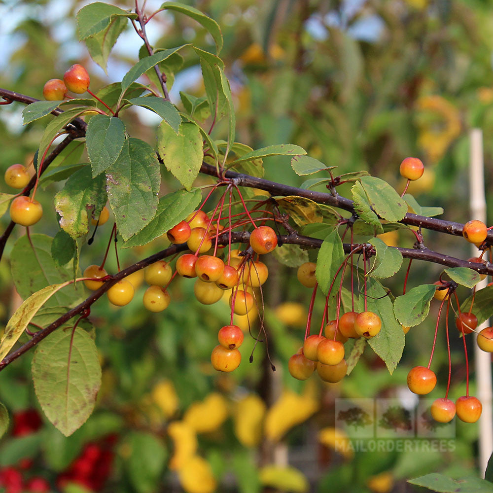 A branch of the Malus floribunda - Crab Apple Tree, featuring small yellow-orange crabapples and lush green leaves, stands out against a blurred background of trees and foliage.