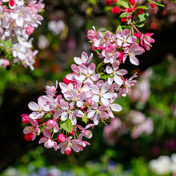 A cluster of pink and white blossoms on a Malus floribunda - Crab Apple Tree branch sits elegantly against a backdrop of blurred greenery.