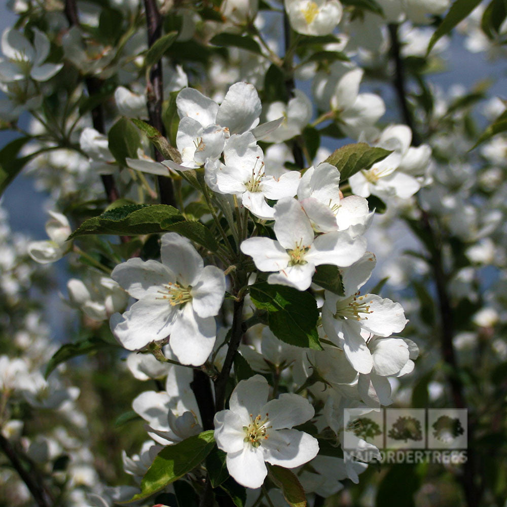 A close-up of a branch from the Malus hupehensis – Chinese Crab Apple Tree shows clusters of small white blossoms and green leaves, indicative of future crab apple fruits. The beauty of this tree has earned it the prestigious RHS Award of Garden Merit.