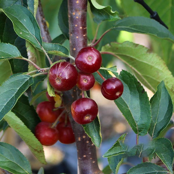 A cluster of ripe, red cherries hangs from a tree branch surrounded by green leaves, evoking the charming allure of the Malus hupehensis - Chinese Crab Apple Tree favoured in gardens aspiring for the RHS Award of Garden Merit.