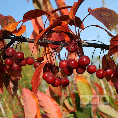 Branch with clusters of red berries and reddish-orange leaves against a clear blue sky, reminiscent of the vibrant hues found on the Malus toringo Scarlett - Crab Apple Tree.