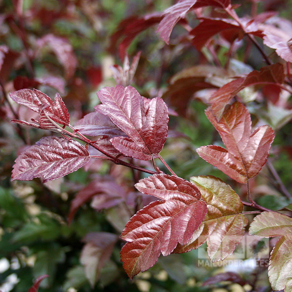 Close-up of a branch from the Malus toringo Scarlett - Crab Apple Tree, showcasing red and green leaves alongside delicate purple fruits against a blurred background.