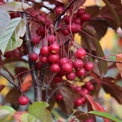 Brilliantly coloured crabapples hang from the branches of the Malus toringo Scarlett - Crab Apple Tree, intertwined with rich green and red leaves.