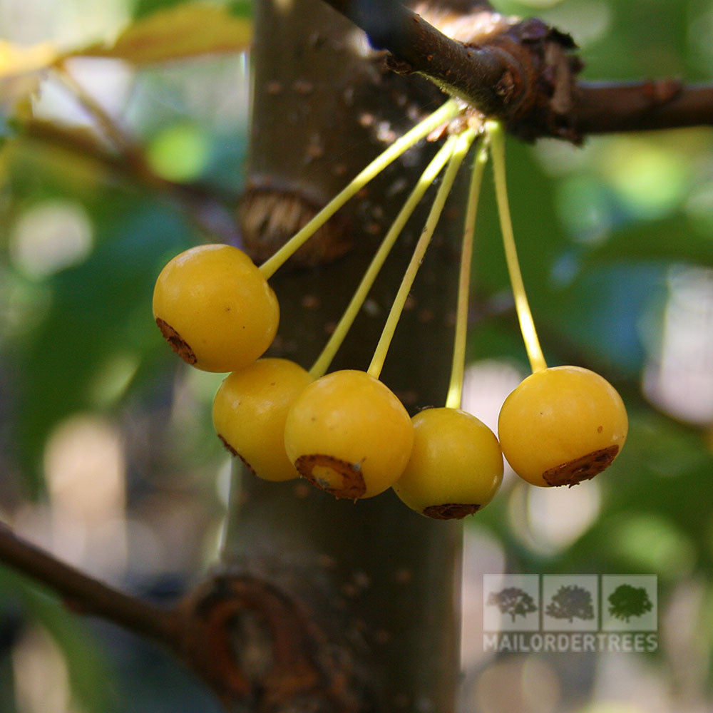 A close-up view of small, round, yellow berries from the Malus transitoria - Crab Apple Tree hanging in a cluster from a branch. The berries are accompanied by small white star-shaped flowers, with green leaves creating a blurred background.