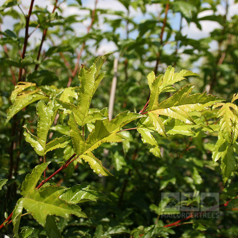 Bathed in sunlight, green maple leaves with red stems nestle among other foliage, evoking the delicate beauty of a Malus transitoria - Crab Apple Tree. The scene is reminiscent of small white star-shaped flowers emerging through the lush greenery.