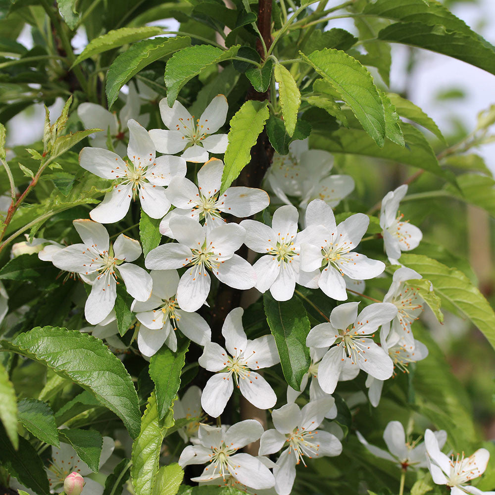 A Malus transitoria - Crab Apple Tree branch is adorned with a cluster of small white star-shaped flowers complemented by green leaves.