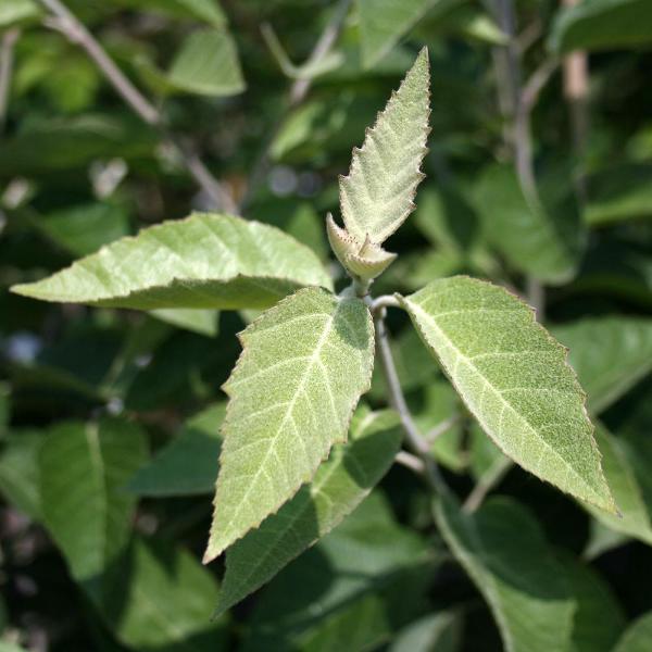 Close-up of green leaves with serrated edges on a Malus tschonoskii - Crab Apple Tree, set against a blurred background of additional foliage, hinting at autumn displays to come.