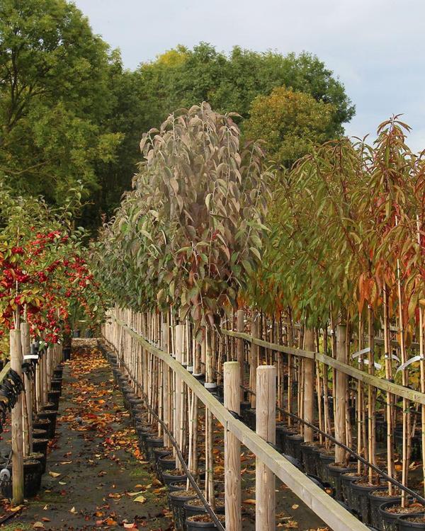 Rows of young Malus tschonoskii - Crab Apple Trees in black pots are neatly arranged on a wooden platform, surrounded by vibrant displays of autumn leaves. In the background, lush green trees sway beneath a cloudy sky, completing this picturesque seasonal scene.