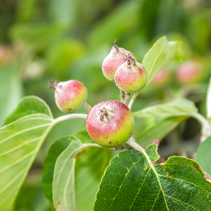 Close-up of several small, unripe crab apples growing on a branch of the Malus tschonoskii - Crab Apple Tree, adorned with lush green leaves, hinting at the captivating autumn displays to come.